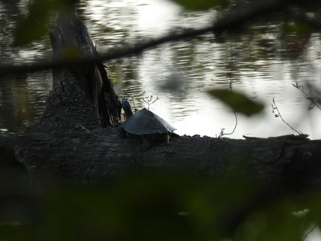 Sabine Map Turtle