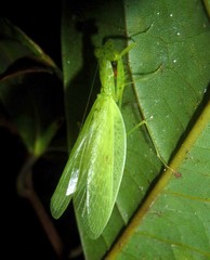 Hyalomantis