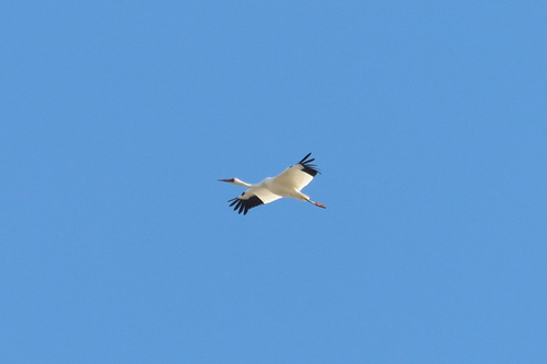 Siberian Crane