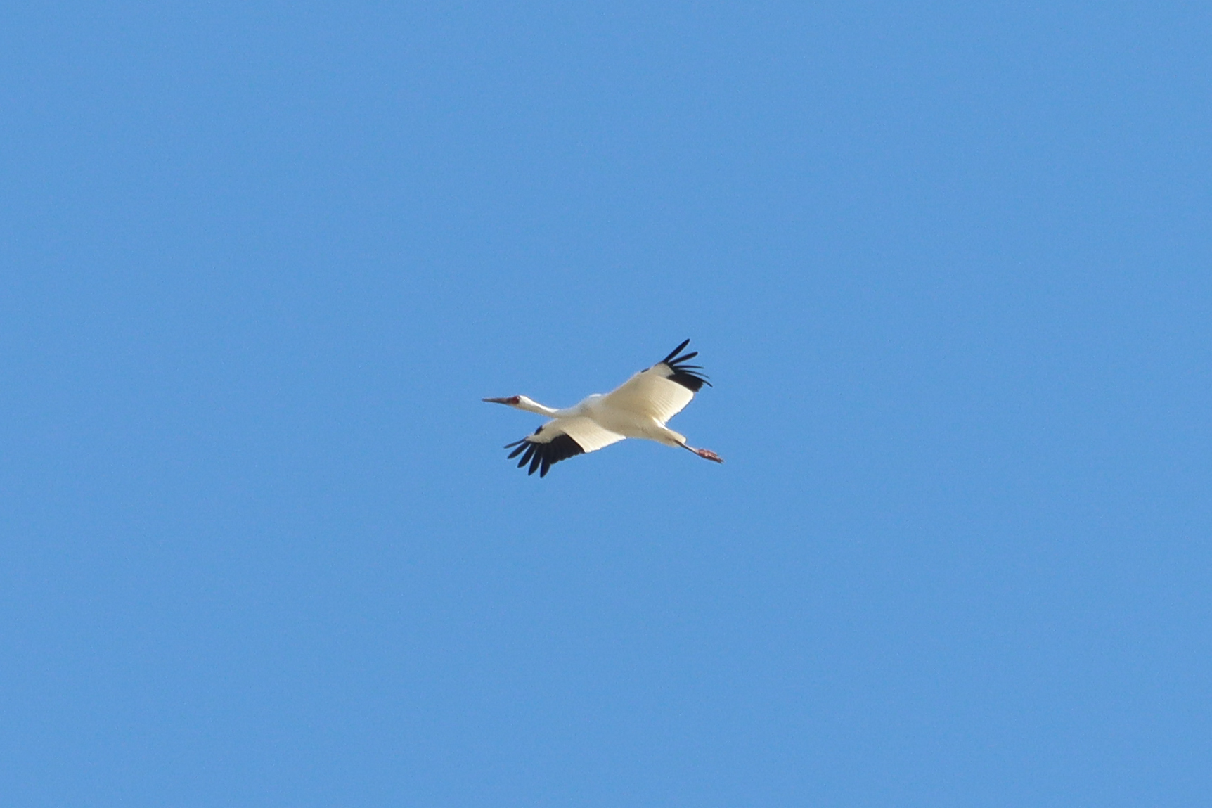 Siberian Crane