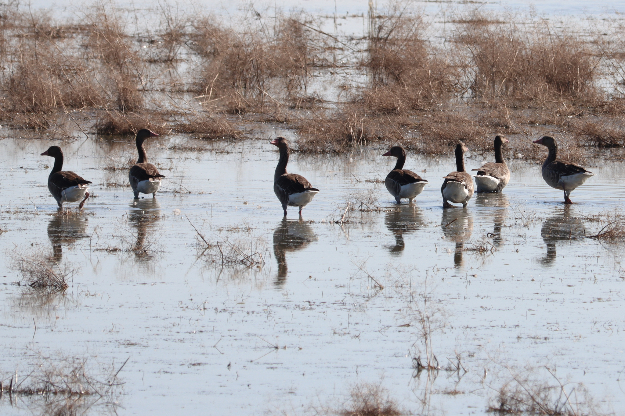 Greater White-fronted Goose