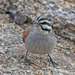 Old World Buntings and New World Sparrows - Photo (c) Jerry Oldenettel, some rights reserved (CC BY-NC-SA)