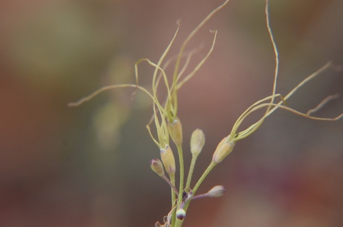 Stenopetalum nutans, 2025-08-07