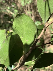 Dovyalis lucida