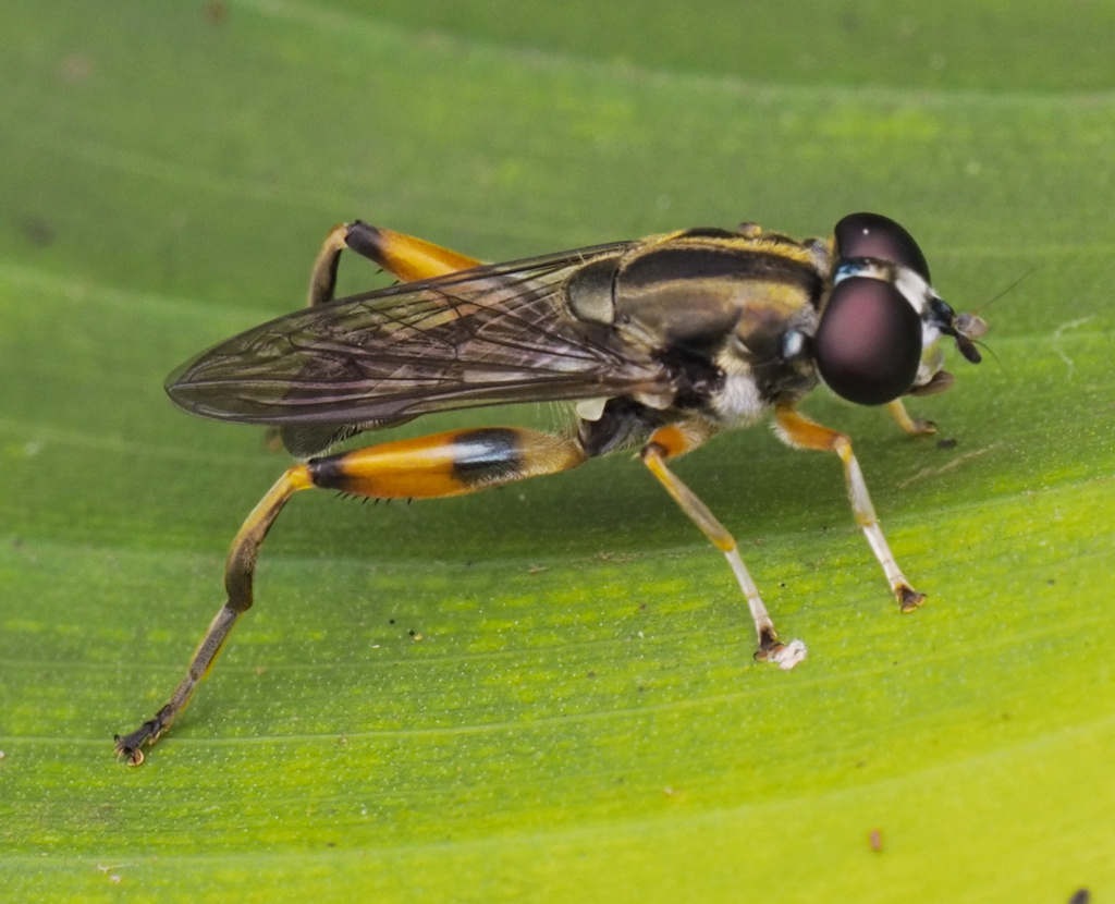 Xylota bistriata