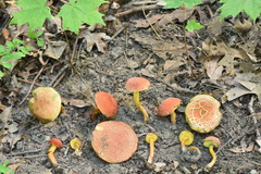 Boletus harrisonii
