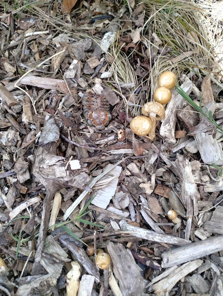 Agrocybe praecox · October 2025 · photo: © notdoriangray (iNaturalist, cc-by)