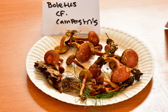 Boletus harrisonii