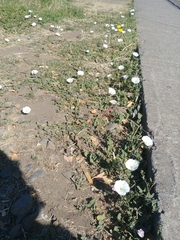 Convolvulus arvensis
