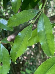 Cassipourea malosana