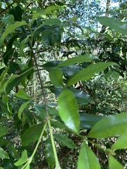 Cassipourea malosana