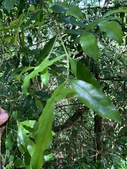 Cassipourea malosana