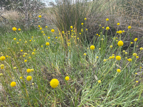 Golden Drumstick (Pycnosorus globosus)