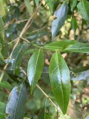 Tricalysia capensis transvaalensis