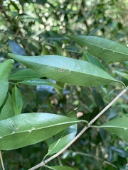 Tricalysia capensis transvaalensis