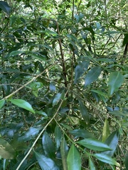 Tricalysia capensis transvaalensis