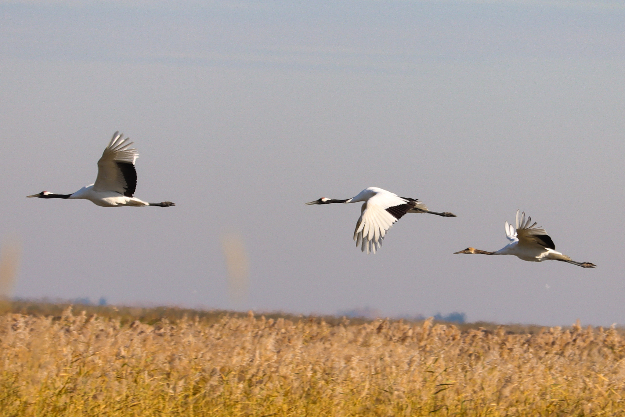 Red-crowned Crane