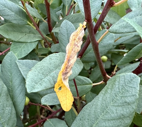 Coffeeberry Midrib Gall Moth photo 4