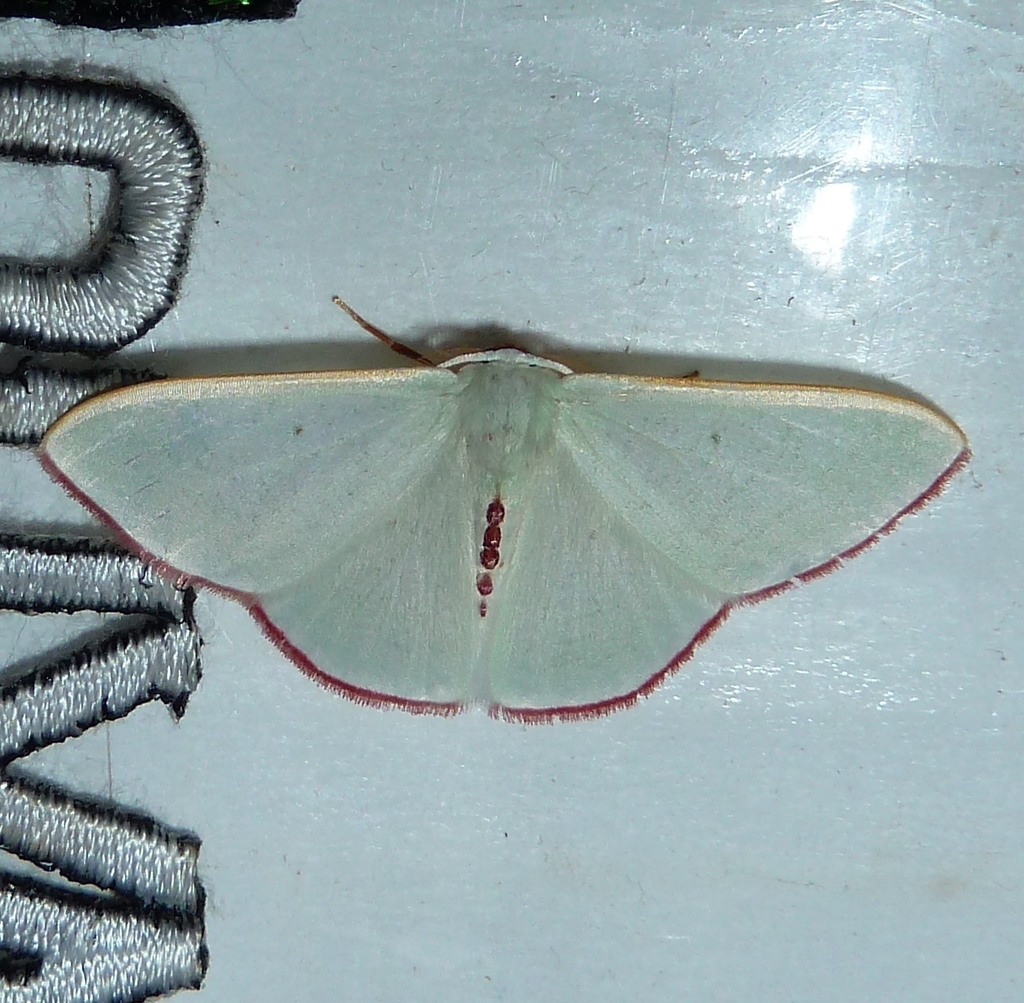 Oospila ciliaria