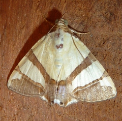 Eulepidotis julianata