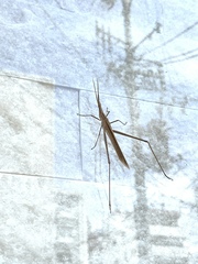 Acrida cinerea