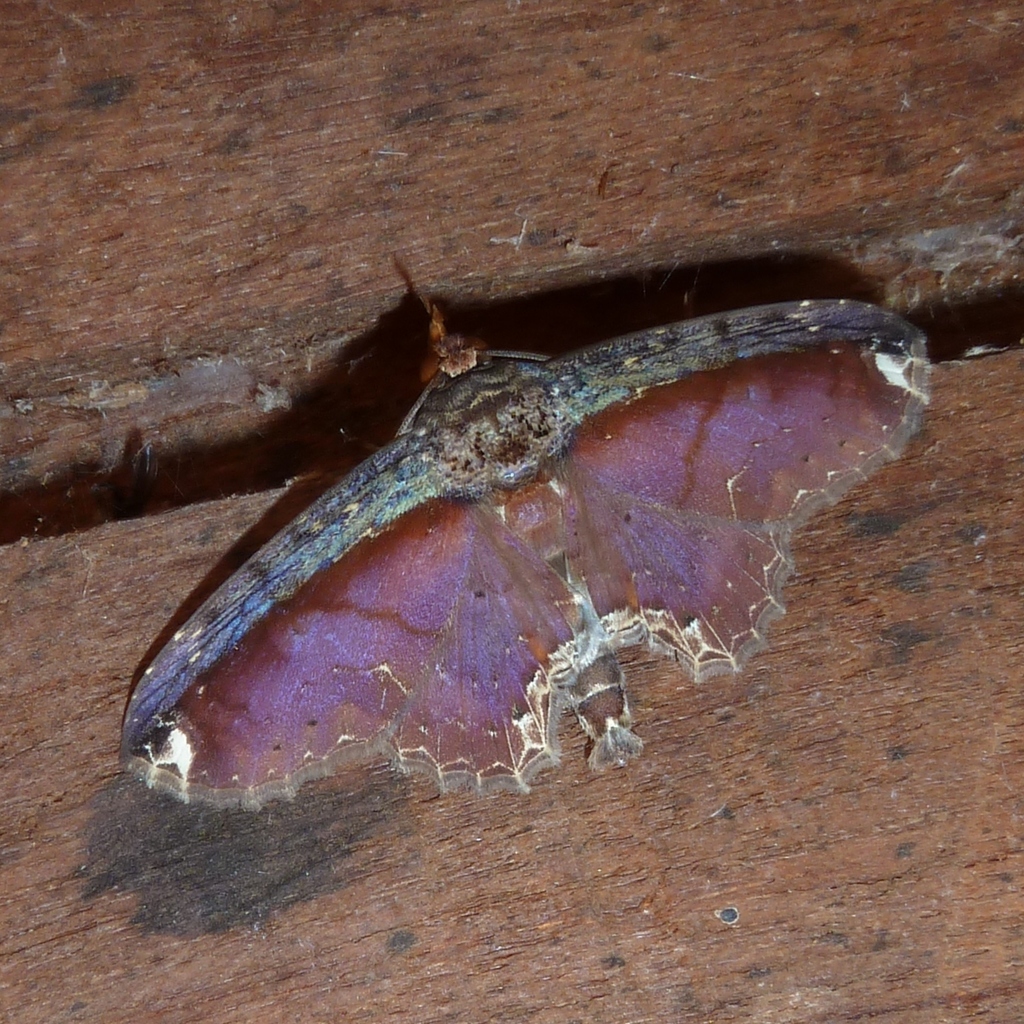 Erebostrota amans