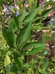 Papilio xuthus
