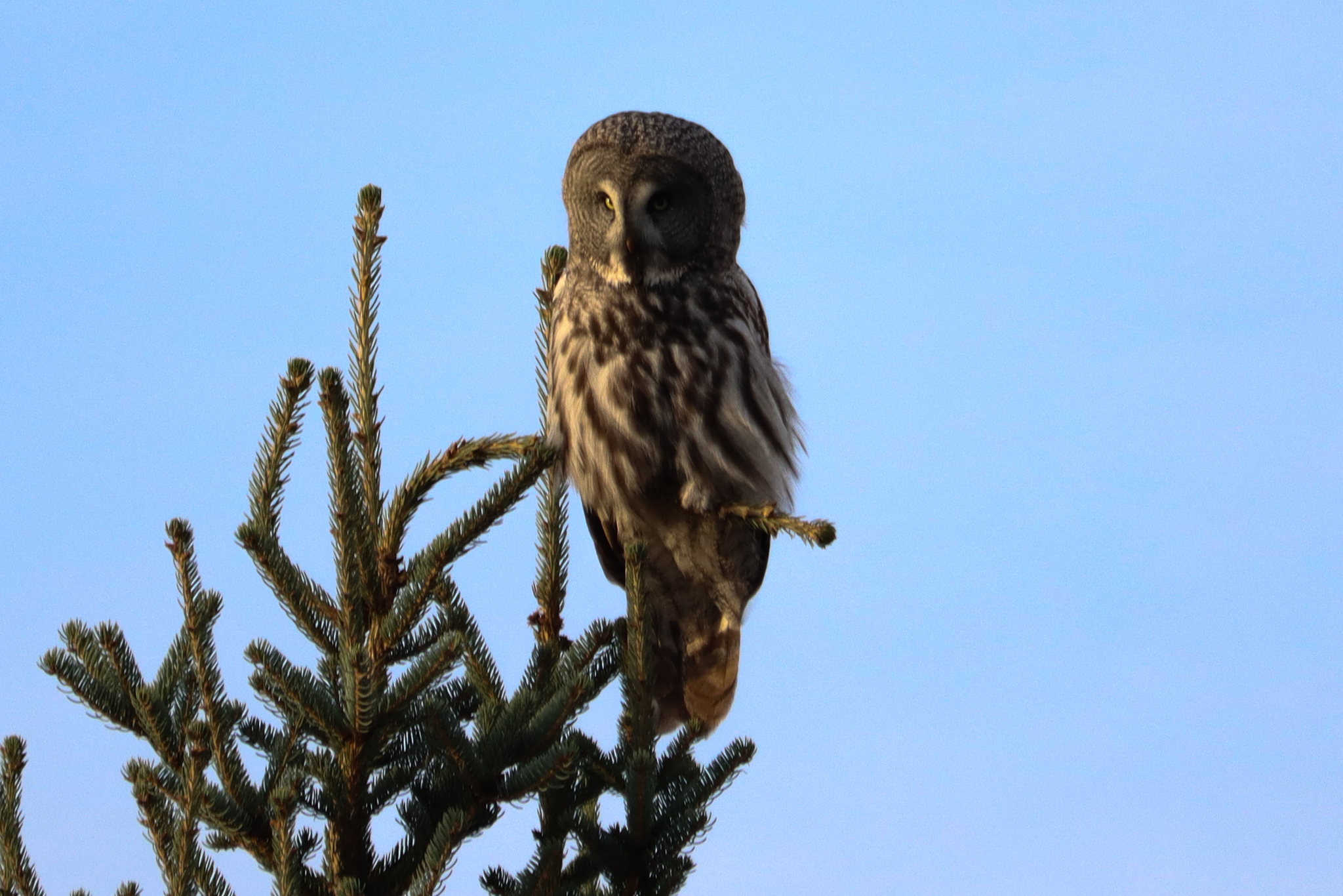 Great Grey Owl