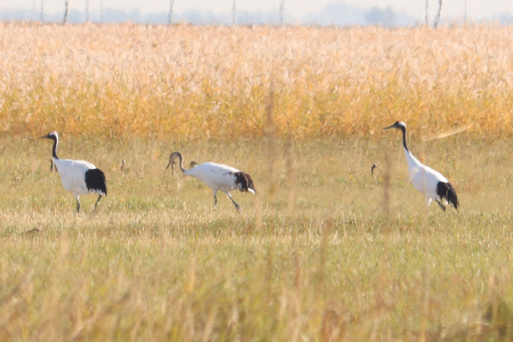 Red-crowned Crane