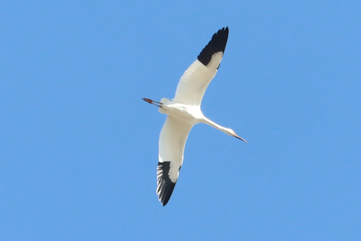 Siberian Crane