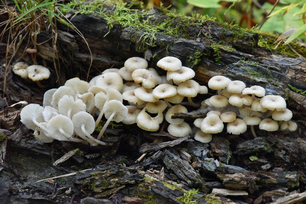 Clitocybula abundans