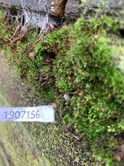 Tortula muralis