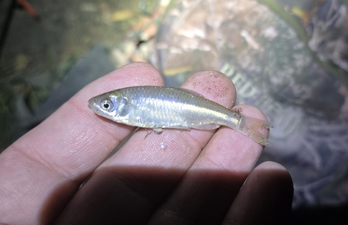 Red Shiner