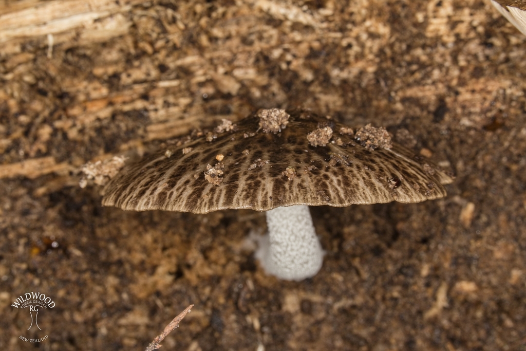 Bolbitius muscicola