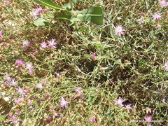 Centaurea aristata