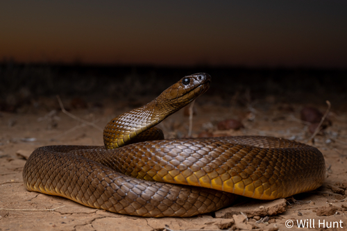 Photo of a Inland Taipan (Oxyuranus microlepidotus)