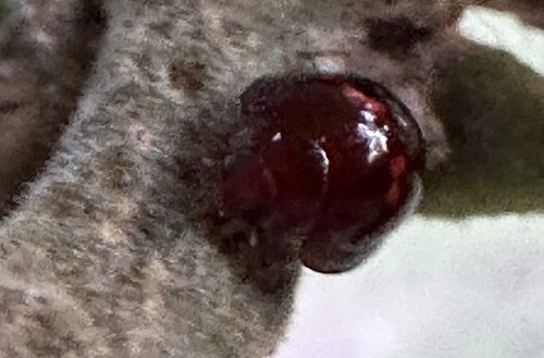 Heather Ladybird photo 6