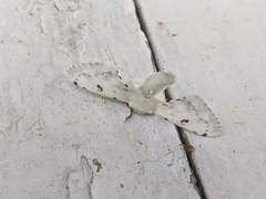 Penicillifera apicalis