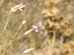 Dianthus laricifolius