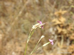Dianthus laricifolius