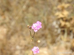 Dianthus laricifolius