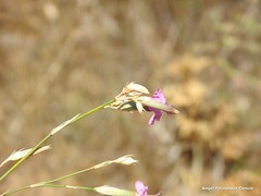 Dianthus laricifolius