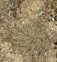 Dianthus laricifolius