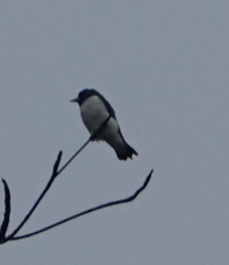 Artamus leucorynchus