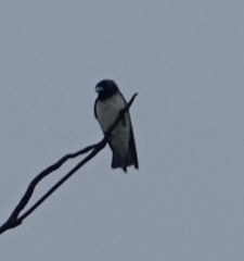 Artamus leucorynchus