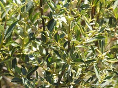 Salix bicolor