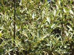Salix bicolor