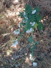 Magnoliopsida