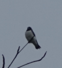 Artamus leucorynchus