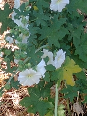 Magnoliopsida